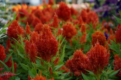 Celosia