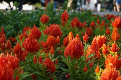 Celosia