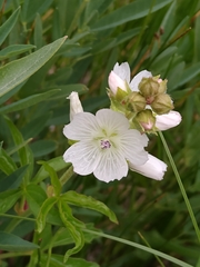 Sidalcea candida