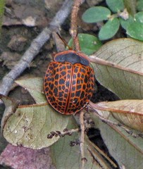 Botanochara macularia