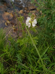 Sidalcea candida