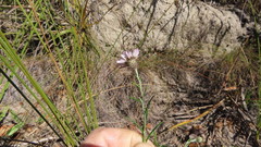 Athrixia heterophylla