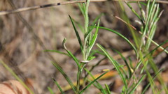 Athrixia heterophylla