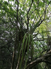 Tillandsia huamelulaensis