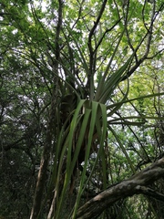 Tillandsia huamelulaensis