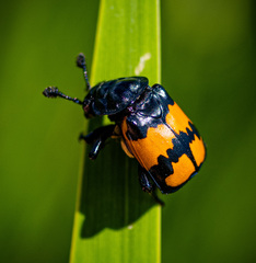 Nicrophorus hebes