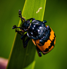 Nicrophorus hebes