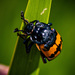 Boreal Burying Beetle - Photo (c) Erik Danielsen, some rights reserved (CC BY-NC), uploaded by Erik Danielsen