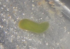 Solenogastres