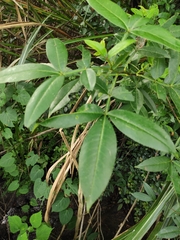 Zanthoxylum armatum