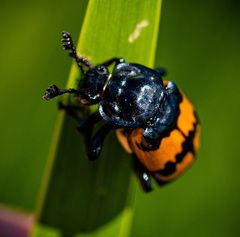 Nicrophorus hebes