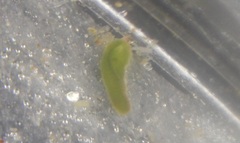Solenogastres
