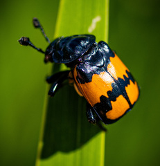 Nicrophorus hebes