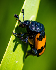 Nicrophorus hebes