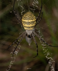 Argiope