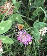 Bombus
