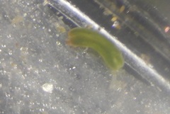 Solenogastres