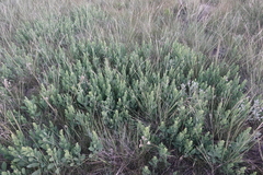Solidago mollis