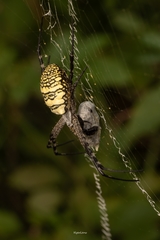 Argiope