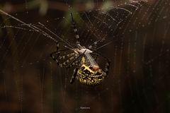 Argiope