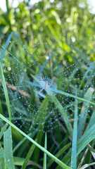 Argiope aurantia