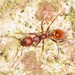 Collared Ants - Photo (c) Jason M Crockwell, some rights reserved (CC BY-NC-ND), uploaded by Jason M Crockwell