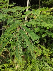 Albizia kalkora