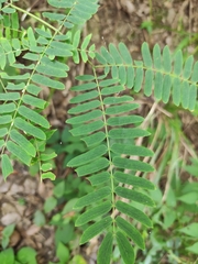 Albizia kalkora