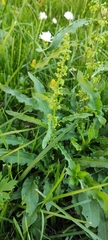 Rumex crispus
