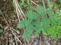 Albizia kalkora