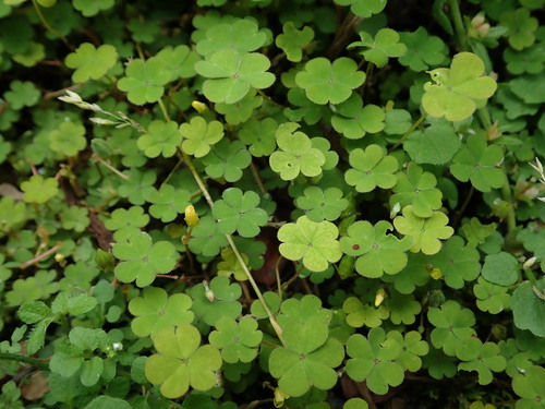 Oxalis exilis