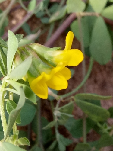 Lotus drepanocarpus image