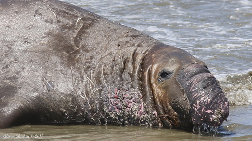 Northern Elephant Seal