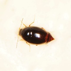 Scaphidiinae