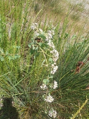 Cynanchum acutum