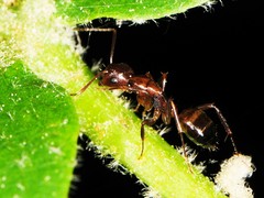 Camponotus subbarbatus