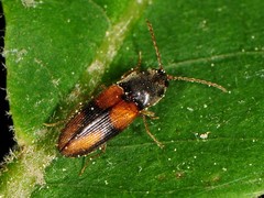 Horistonotus curiatus