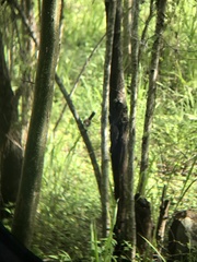 Campylorhynchus rufinucha