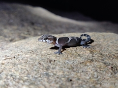 Bangalore Geckoella photo 2