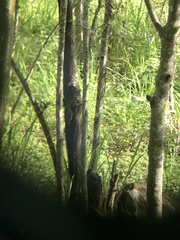 Campylorhynchus rufinucha