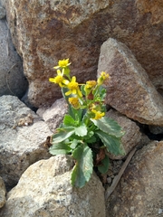 Senecio leucanthemifolius image