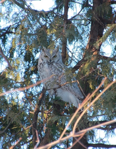 Subarctic Great Horned Owl photographed in Minnesota