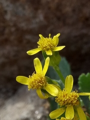 Senecio leucanthemifolius image