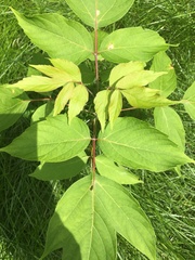 Acer negundo