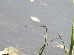 Enallagma exsulans