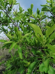 Sideroxylon celastrinum