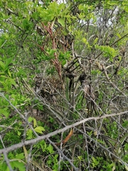 Tillandsia huamelulaensis