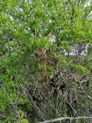 Tillandsia huamelulaensis