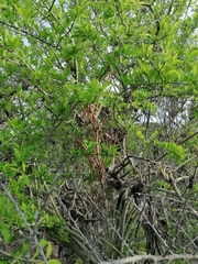 Tillandsia huamelulaensis