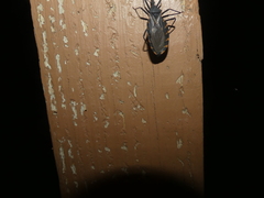 Triatoma gerstaeckeri